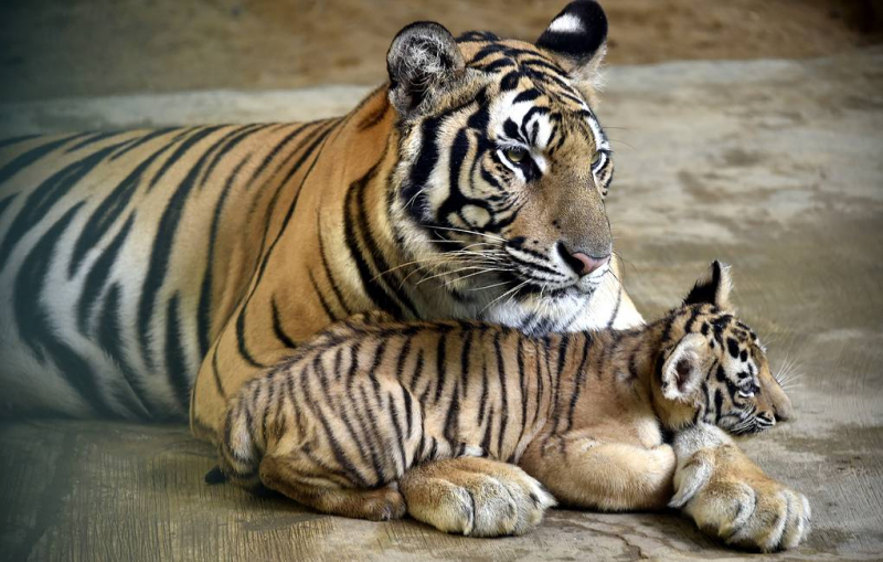 В зоопарке Бангладеш родились два бенгальских тигренка

