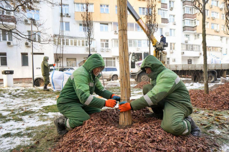 На благоустроенных в этом году улицах высадили более 1,2 тысячи деревьев