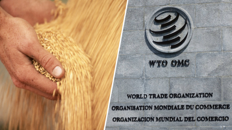 Иск не впечатлил: почему Польша, Венгрия и Словакия не намерены отменять зерновое эмбарго из-за жалобы Украины в ВТО